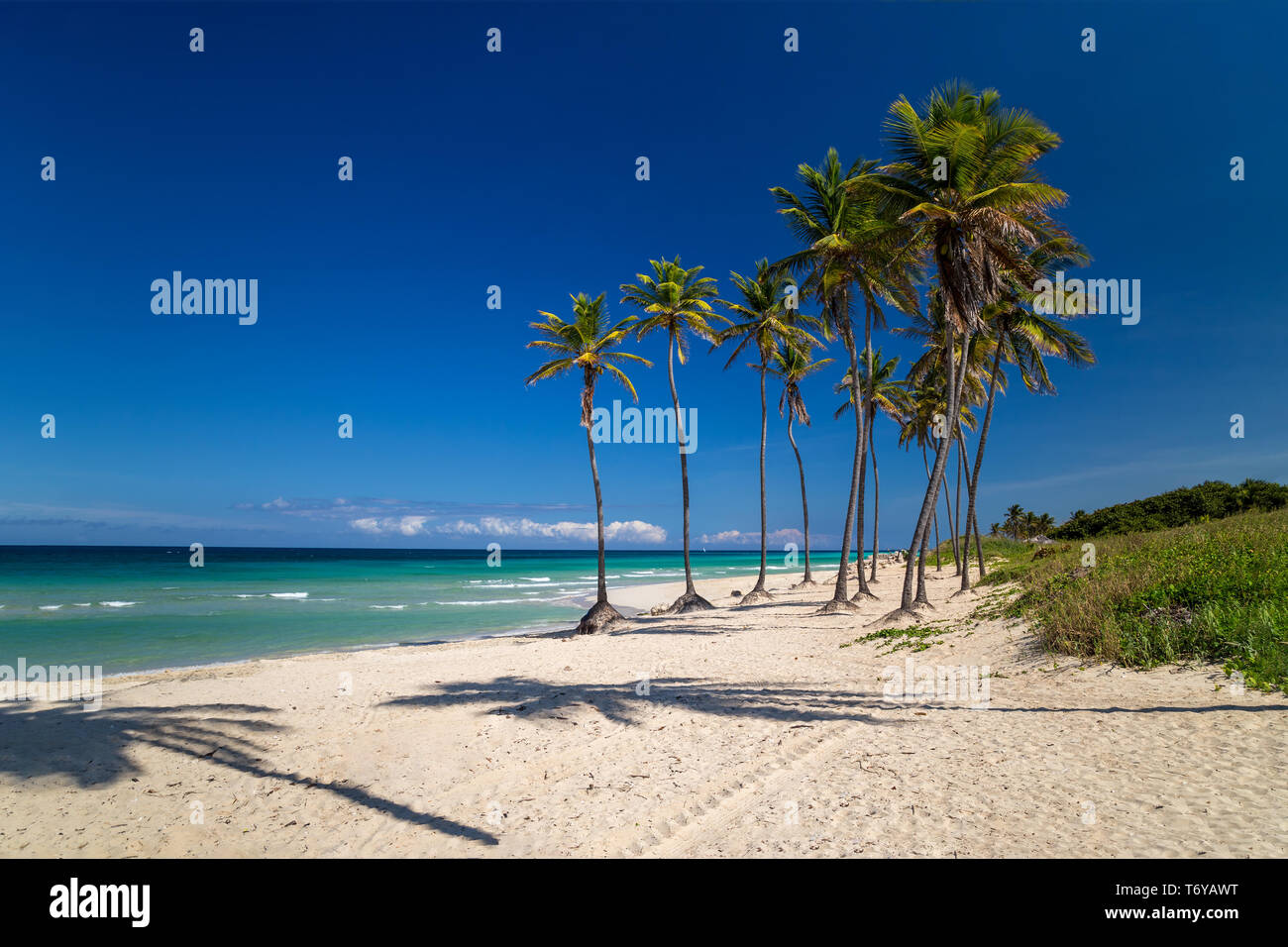 Palm trees on a paradise beach Stock Photo