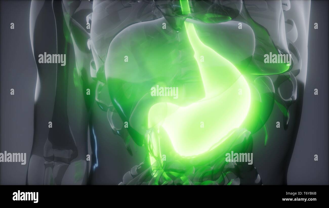 Human Stomach Radiology Exam Stock Photo Alamy