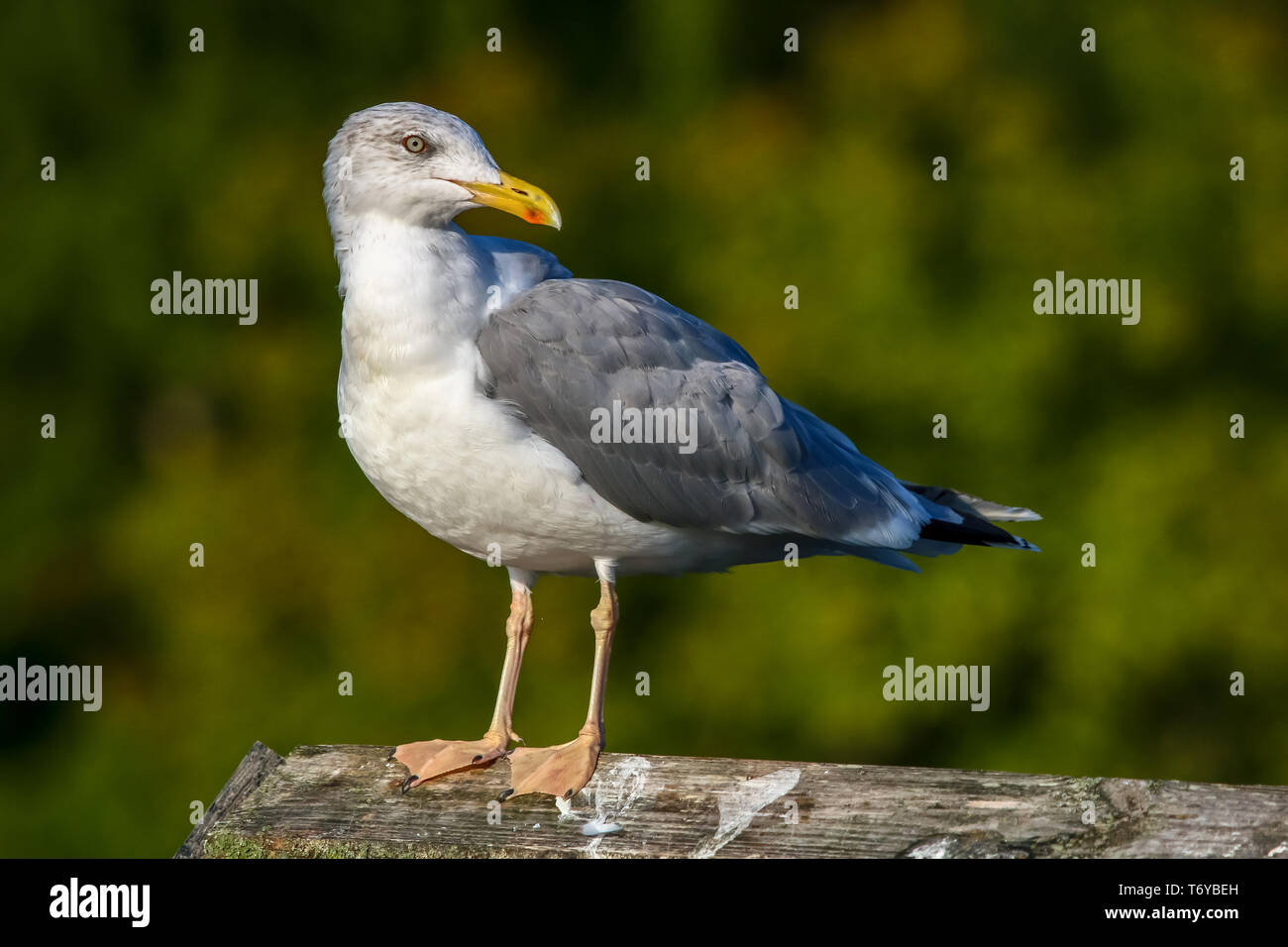 Seagull standing against natural green background. Stock Photo
