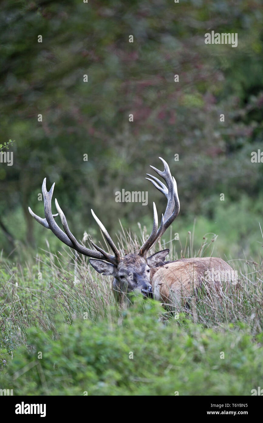 Red Deer, Red stag, Cervus elaphus Stock Photo