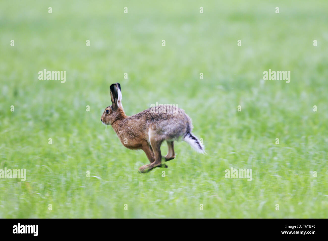 European Hare / Brown Hare / Lepus europaeus Stock Photo