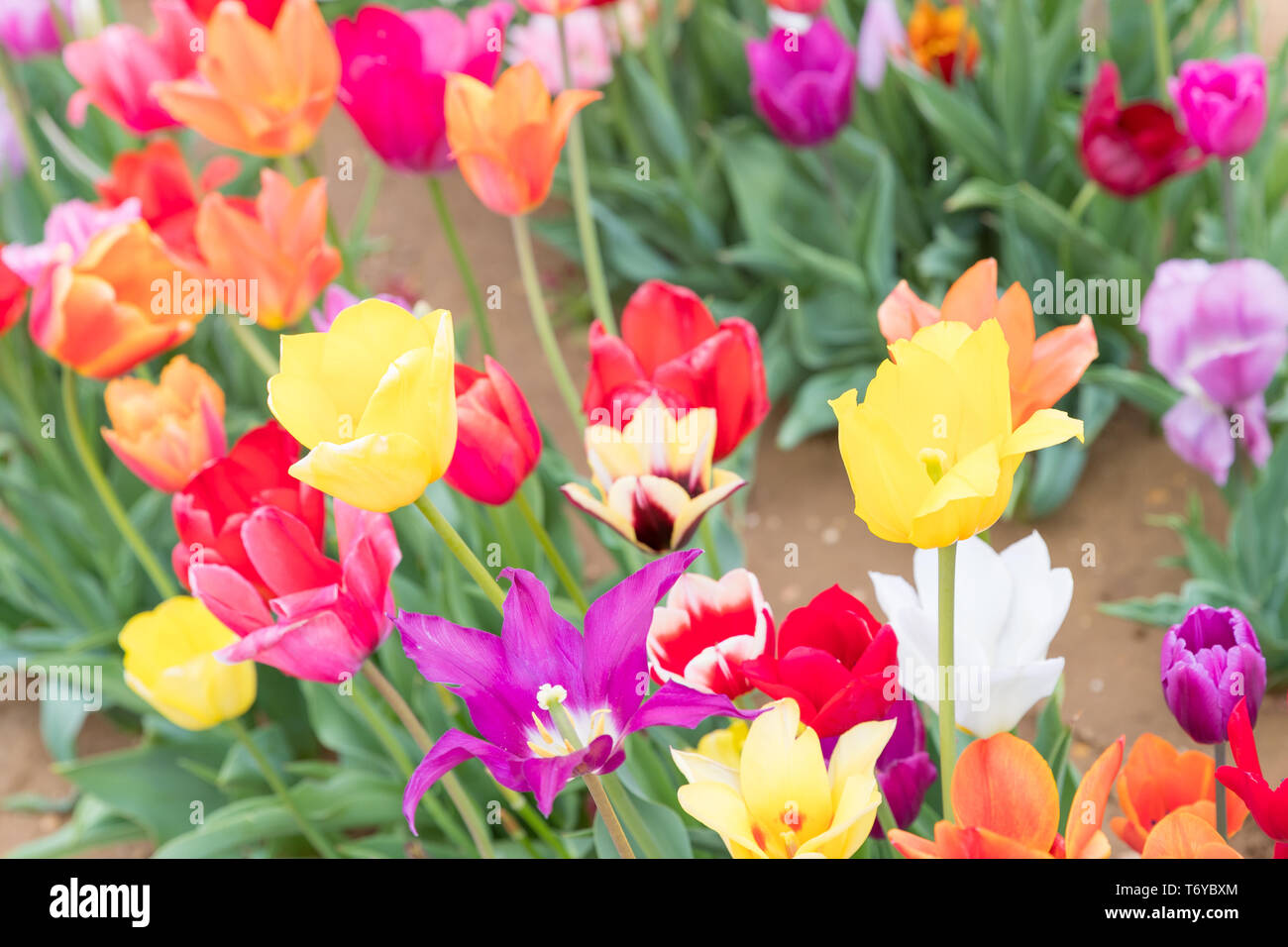 Flower beds with colorful tulips - Image Stock Photo - Alamy