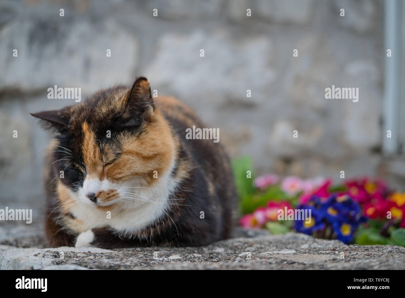 Cute cat sitting on the ground Stock Photo
