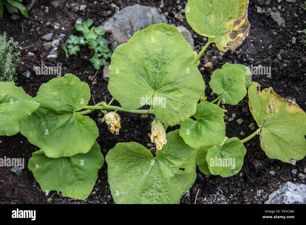 Pumpkin tendrils hi-res stock photography and images - Alamy