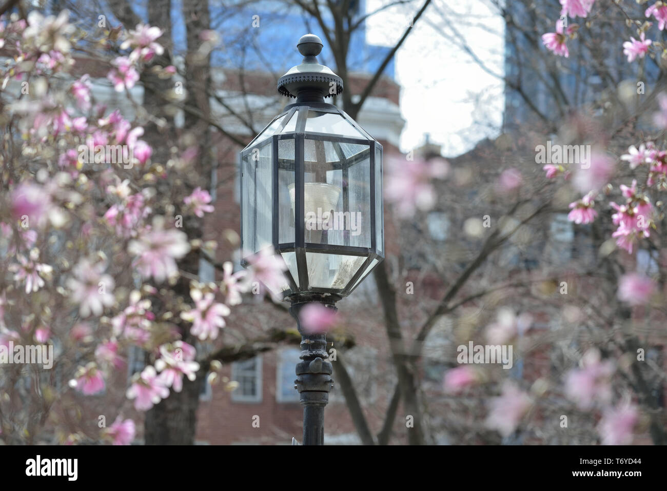 Retro street lamp light and magnolia flowers in Back Bay, Boston Stock