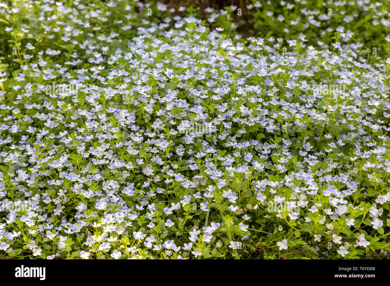 Full frame background of small light blue flowers Stock Photo