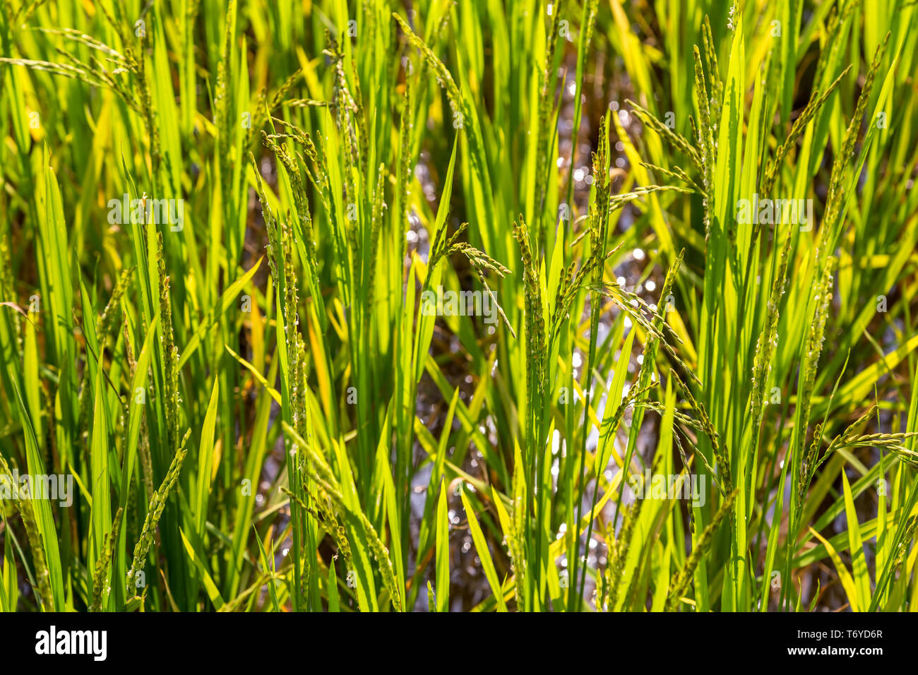 Close up of ripening rice in a field Stock Photo