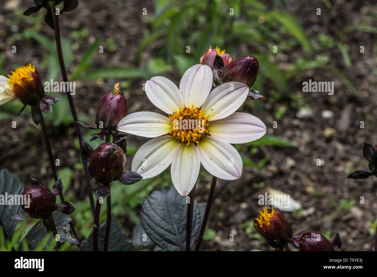 pink violet flowers be bedding plants Stock Photo Alamy