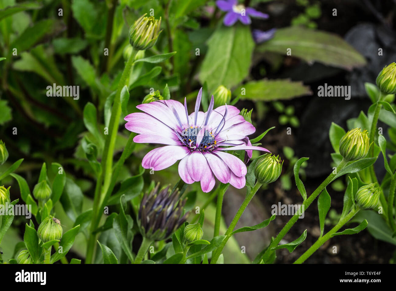 Violet plants hires stock photography and images Alamy