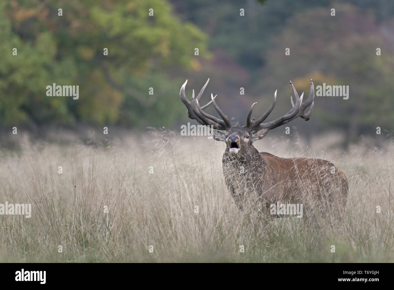 Red Deer roaring, Red stag, Cervus elaphus Stock Photo
