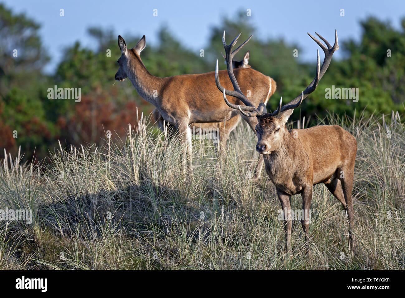 Red Deer stag and hind in the dunes Stock Photo