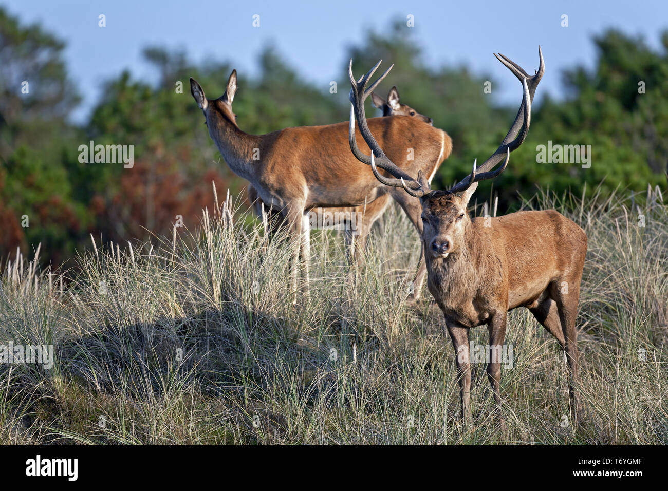 Red Deer stag and hind on a dune Stock Photo