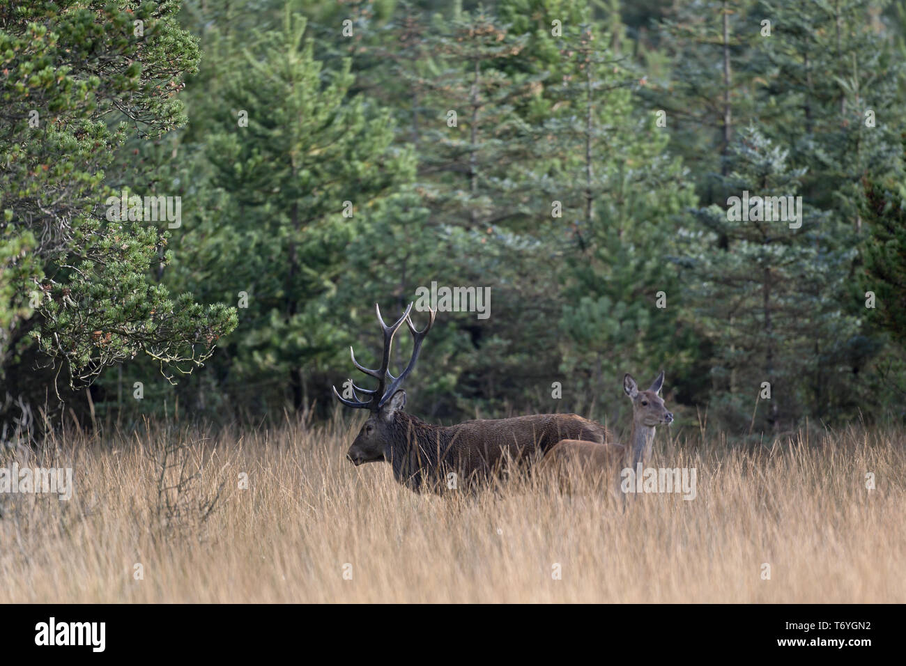 Red stag with hind, Cervus elaphus Stock Photo