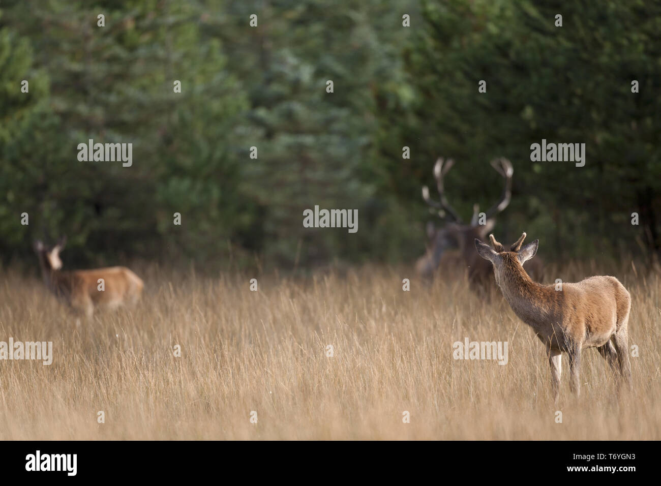 Red Deers on a forest glade Stock Photo