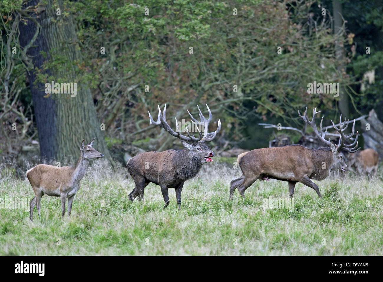 Red stags after a fight, one stag with injury Stock Photo