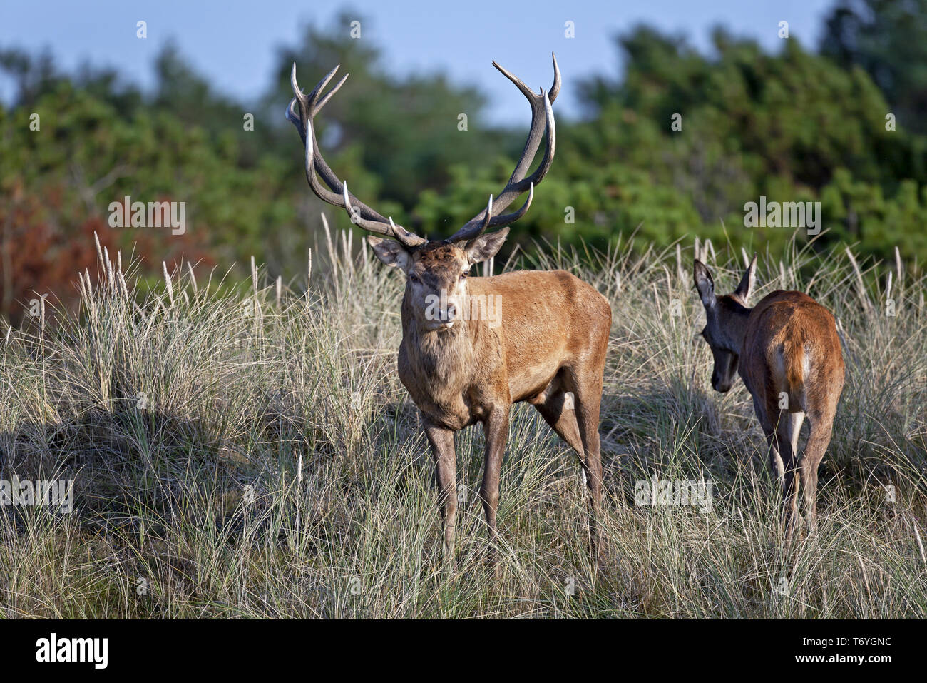 Red Deer stag and hind in the dunes Stock Photo