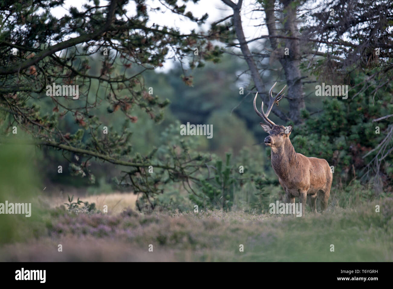 Red stag with only one antler Stock Photo