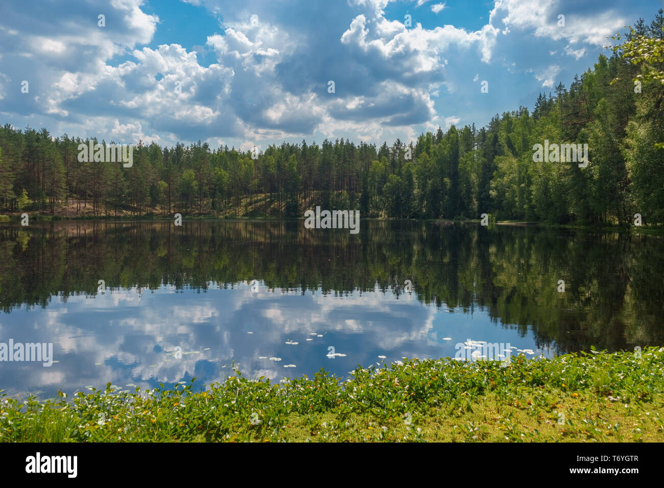 Beautiful and calm lake surrounded by coniferous forest, summer landscape Stock Photo