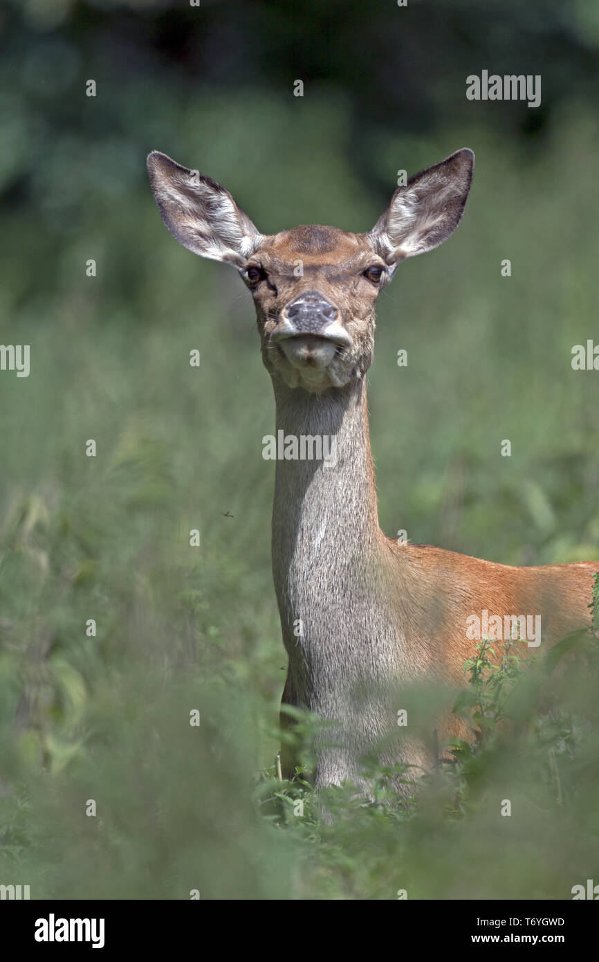 Red Deer hind Stock Photo Alamy