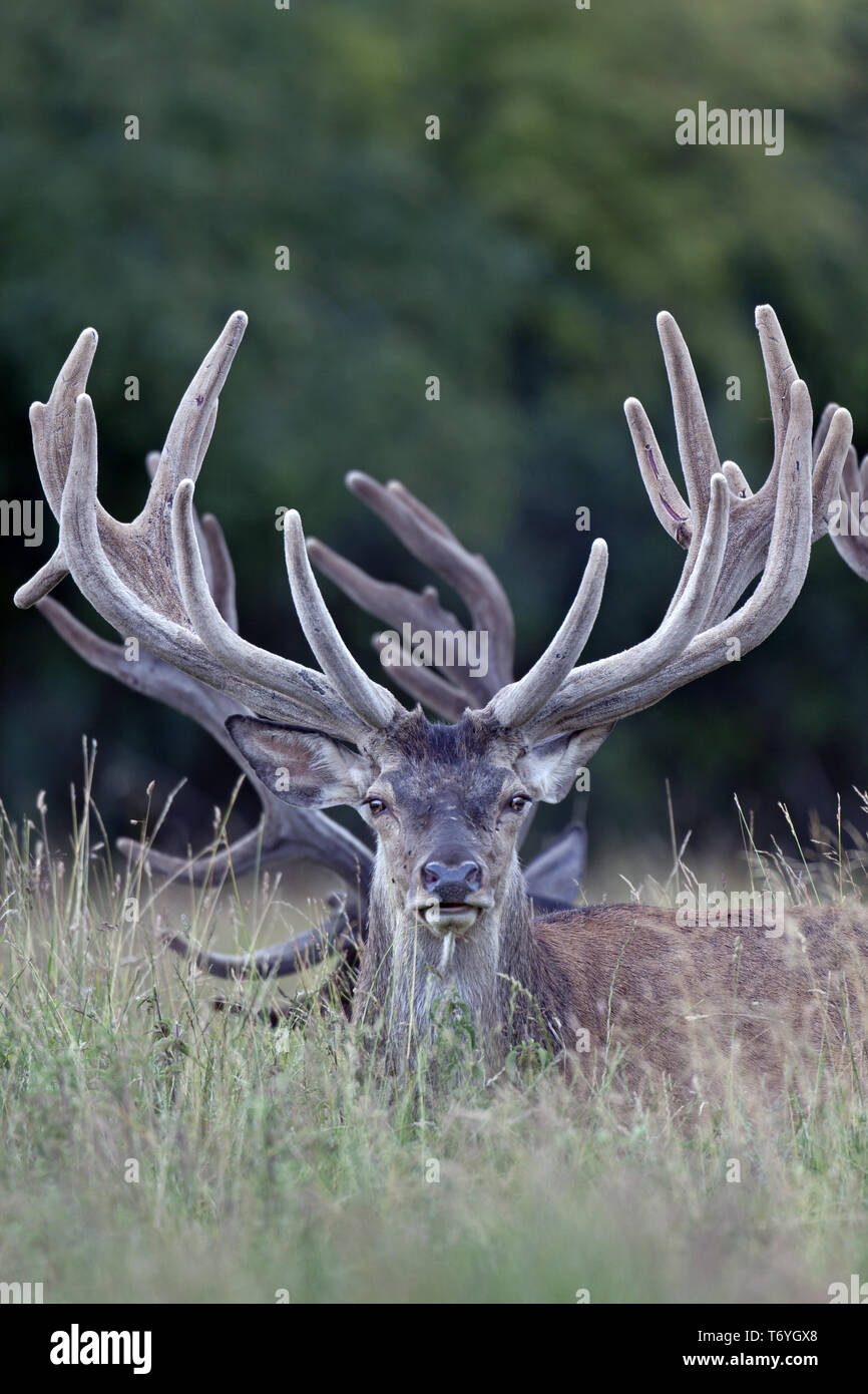 Red stags with velvet-covered antlers Stock Photo