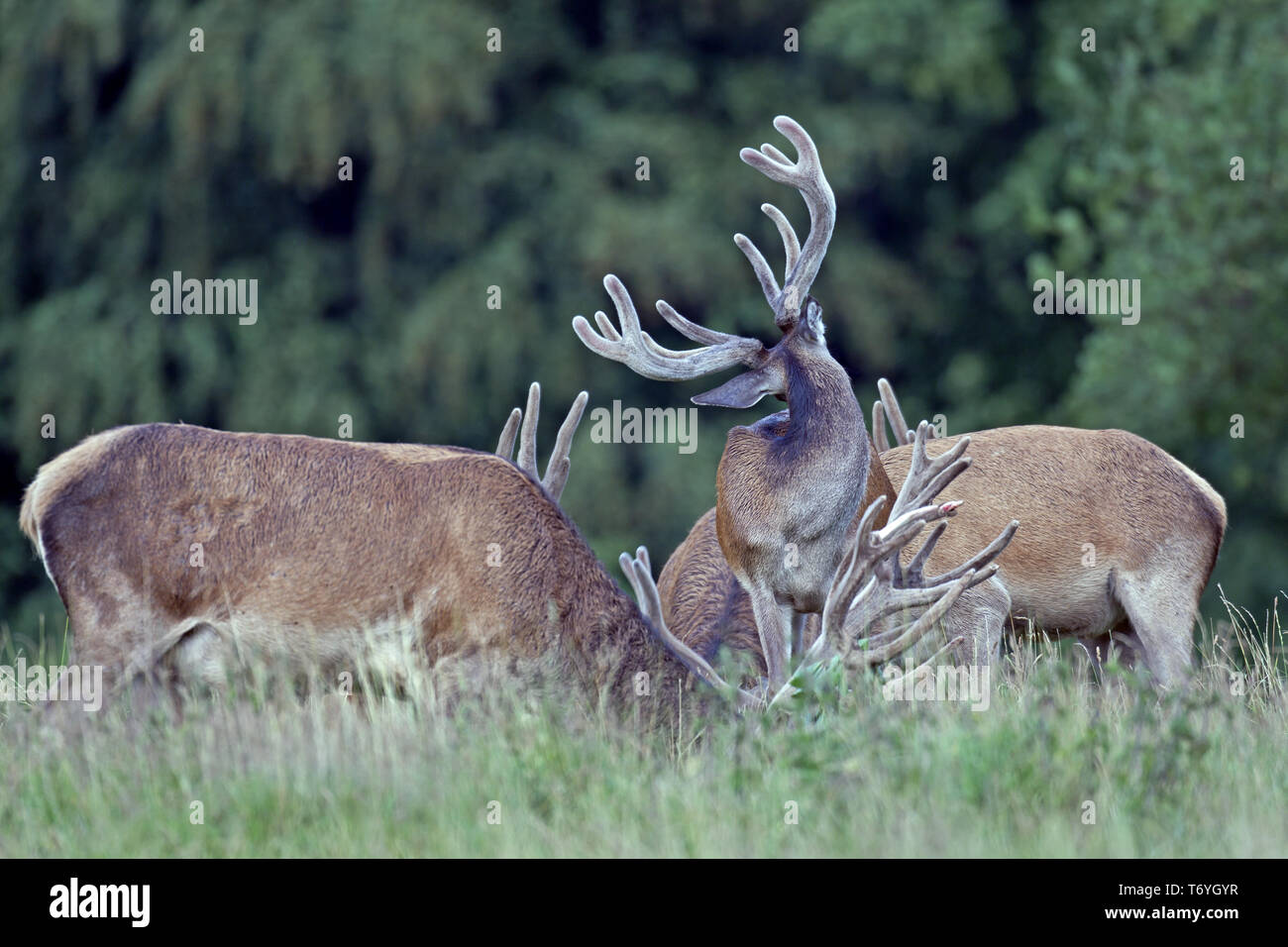 Red stags with velvet-covered antlers Stock Photo