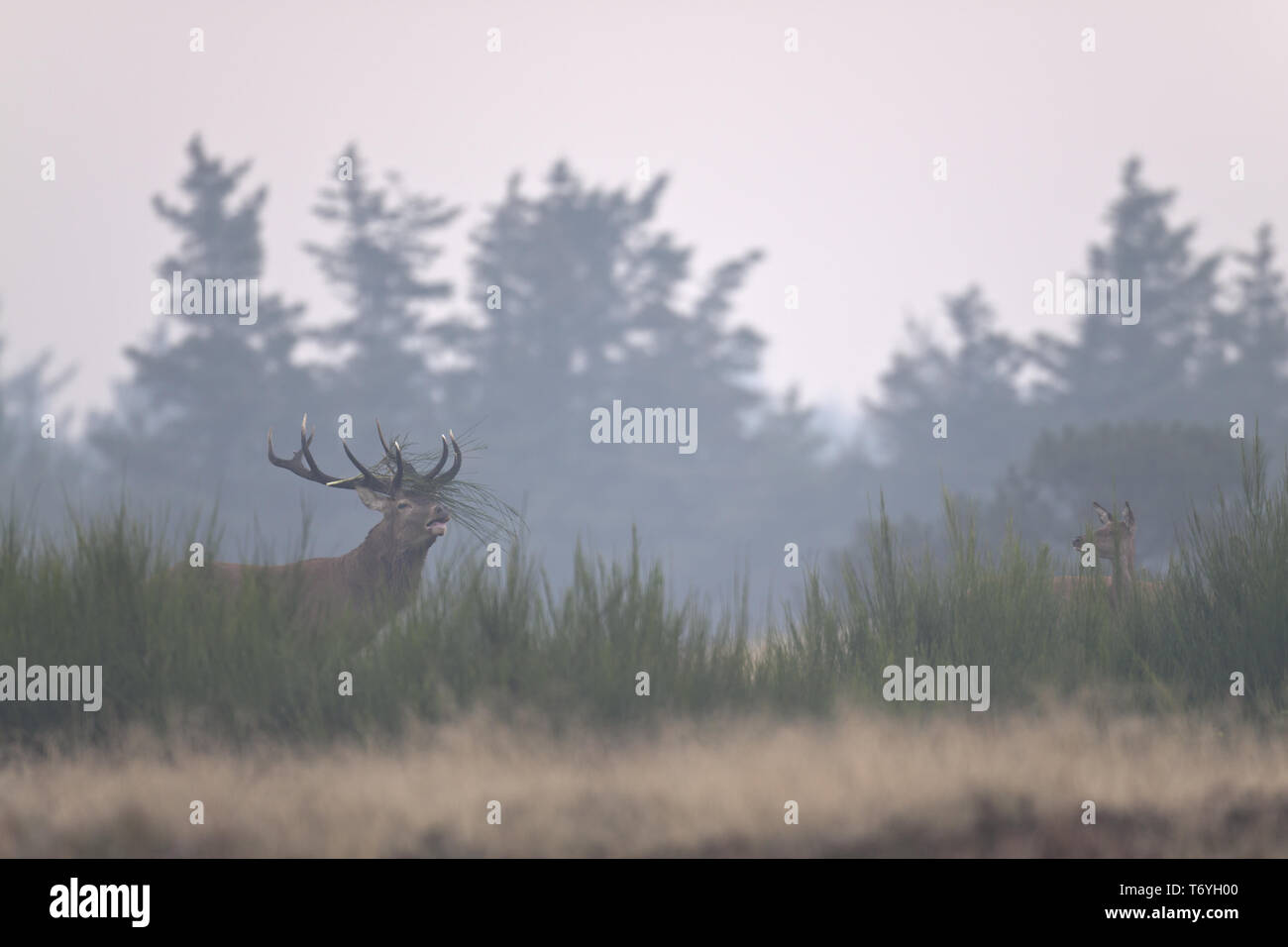 Red stag roaring with female at early morning Stock Photo