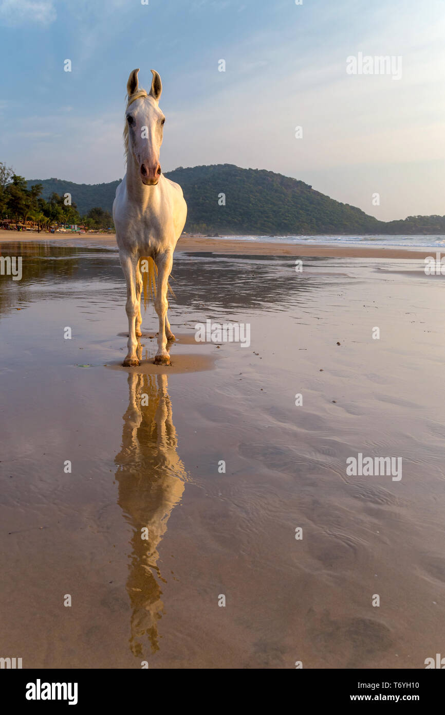 Horse on a beach Stock Photo