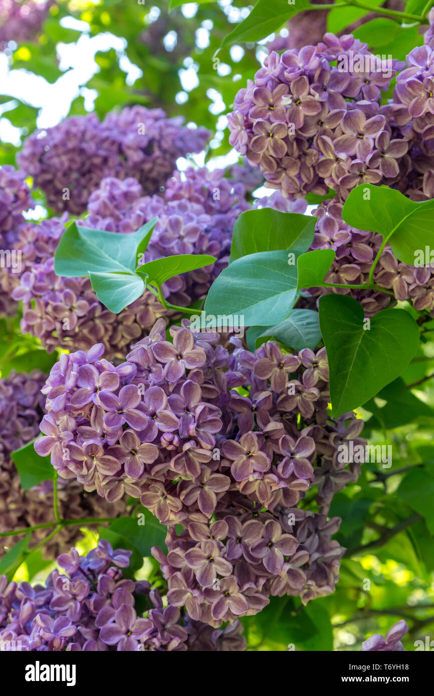 Blooming lilac in a garden Stock Photo