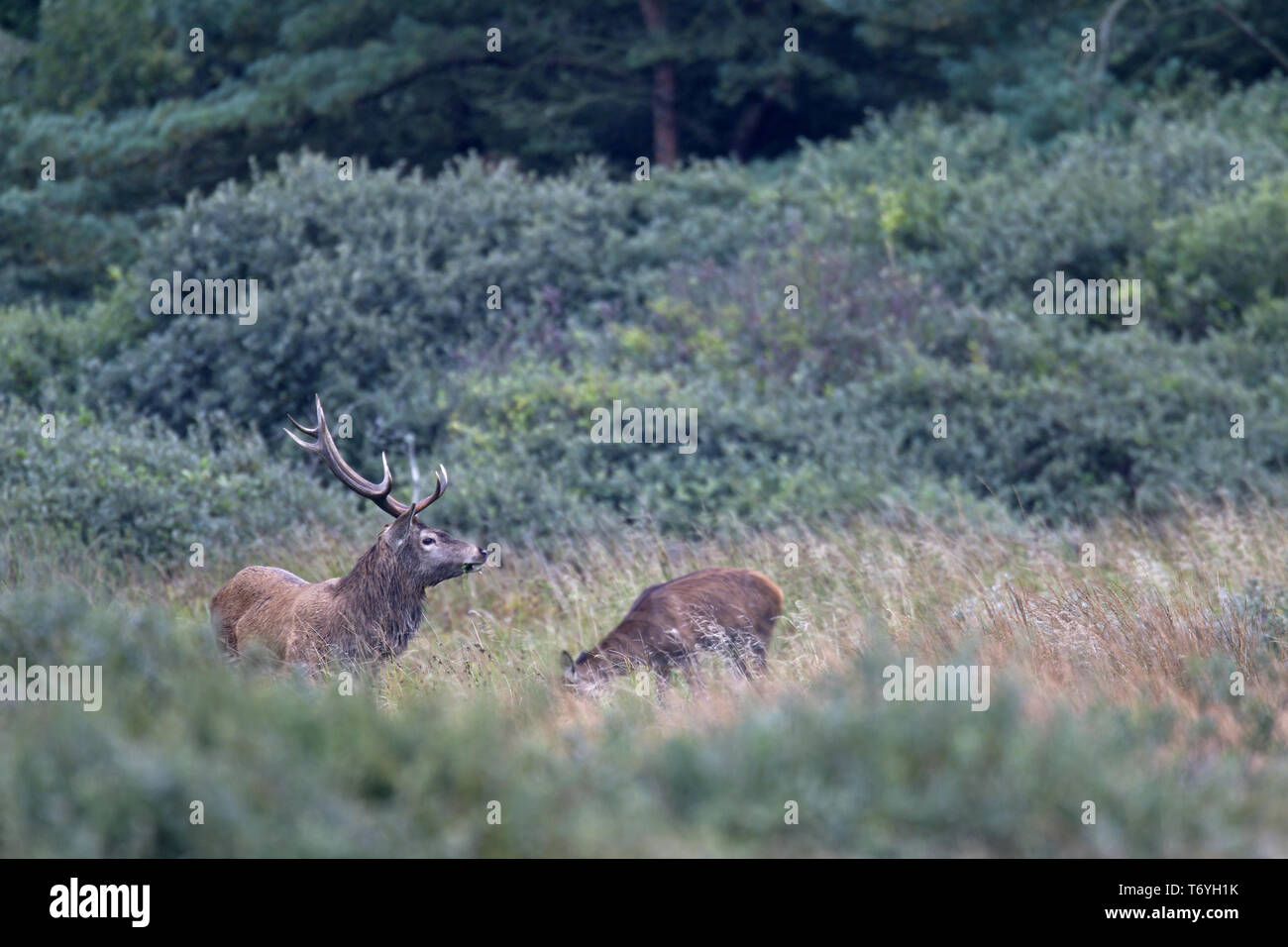 Red stag with female in the rut Stock Photo