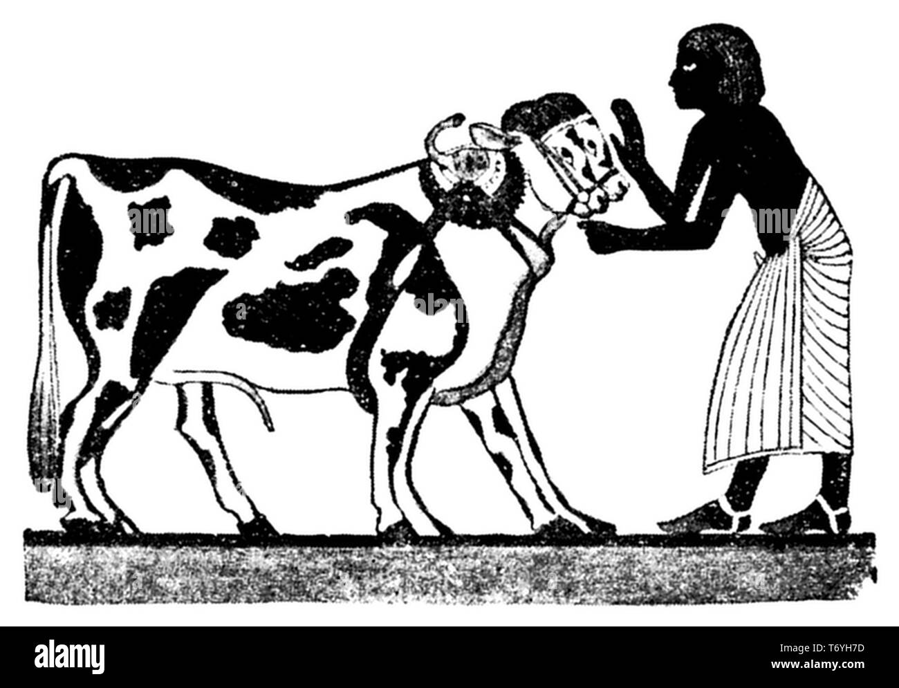 Hornless cattle in ancient Egypt, Stock Photo