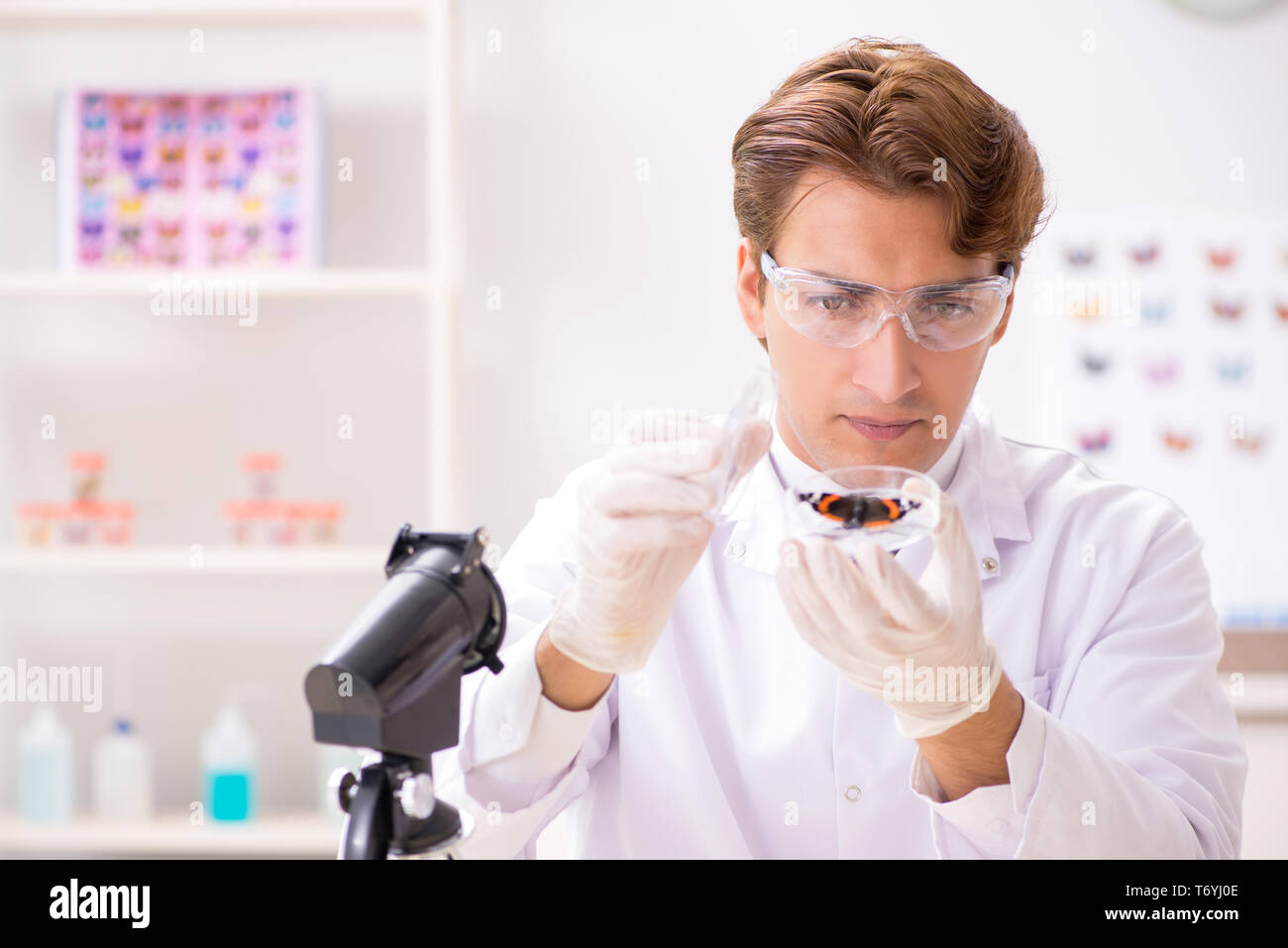 Scientist entomologist studying new butterfly species Stock Photo - Alamy