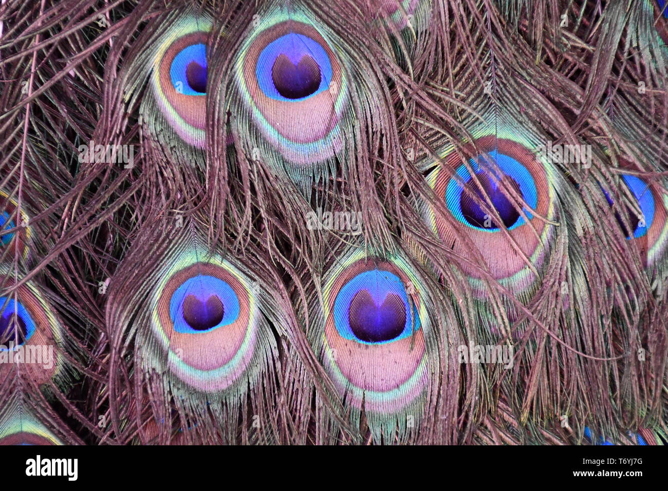 Color-full Peacock feathers seen up close Stock Photo - Alamy