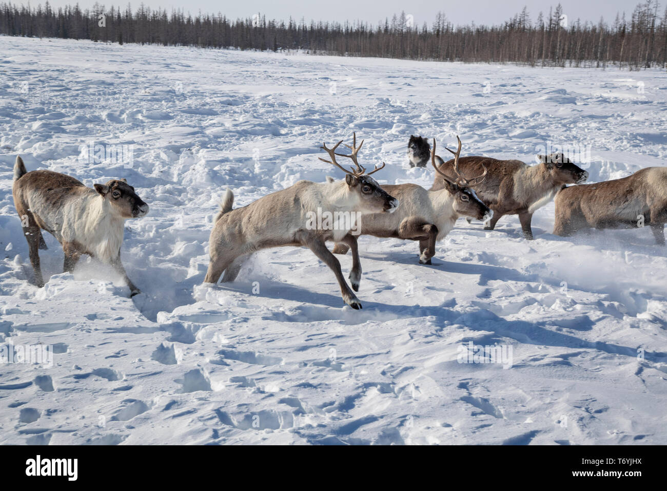 Russia, Yamal-Nenets Autonomous Region, Yamal peninsula, Nenets reindeer herders at camp Stock Photo