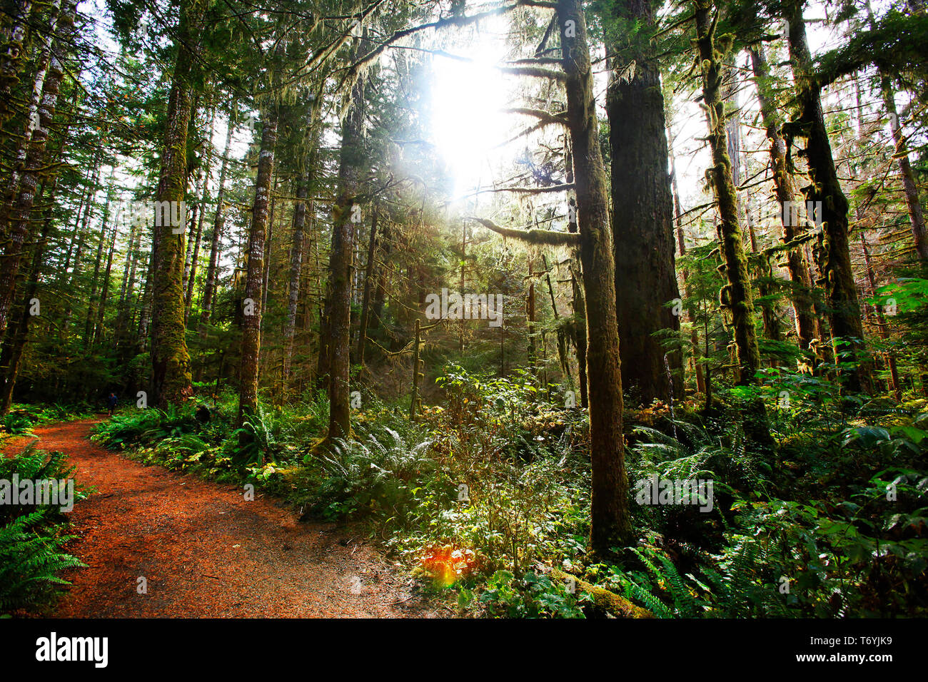 walk in the woods Stock Photo