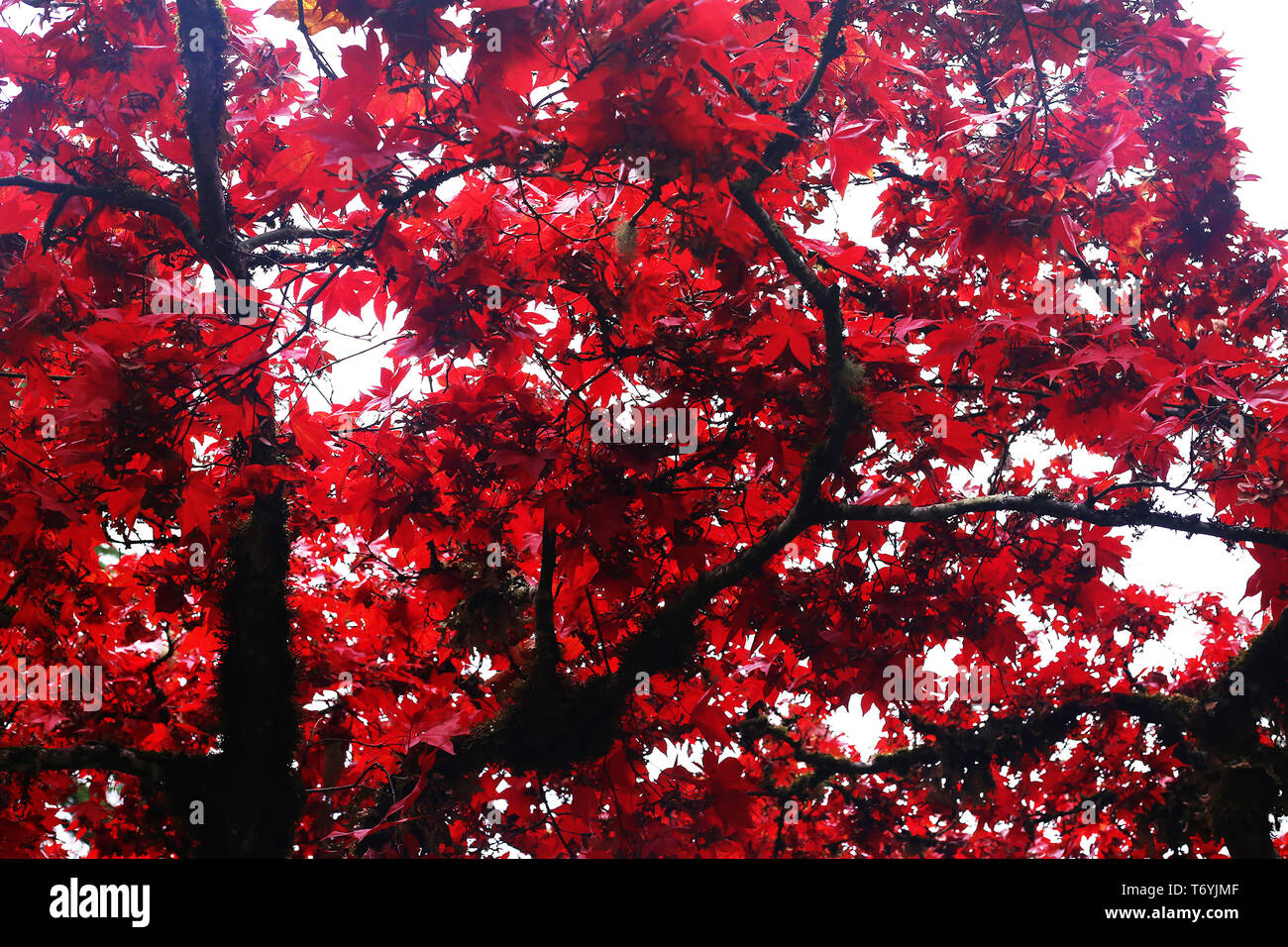 Fall foliage canada hi-res stock photography and images - Alamy