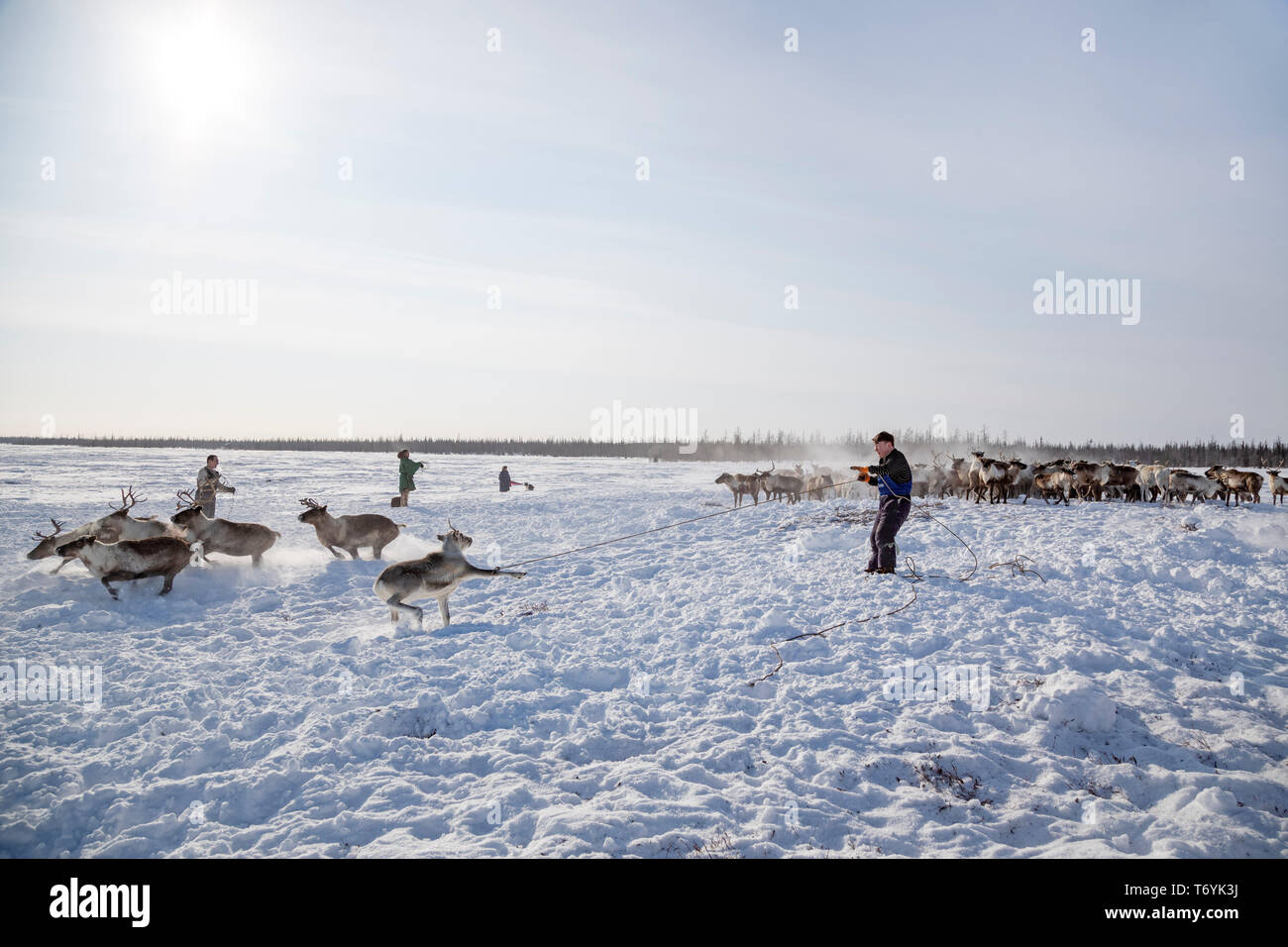 Russia, Yamal-Nenets Autonomous Region, Yamal peninsula. Nenets reindeer herders camp. Traditional nomadic herders roping reindeer. Stock Photo