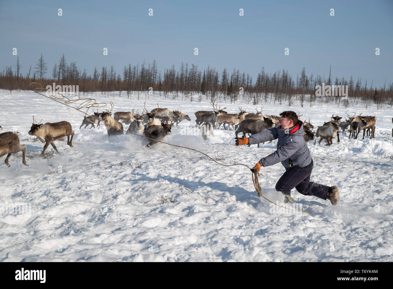 Russia, Yamal-Nenets Autonomous Region, Yamal peninsula. Nenets reindeer herders camp. Traditional nomadic herders roping reindeer. Stock Photo