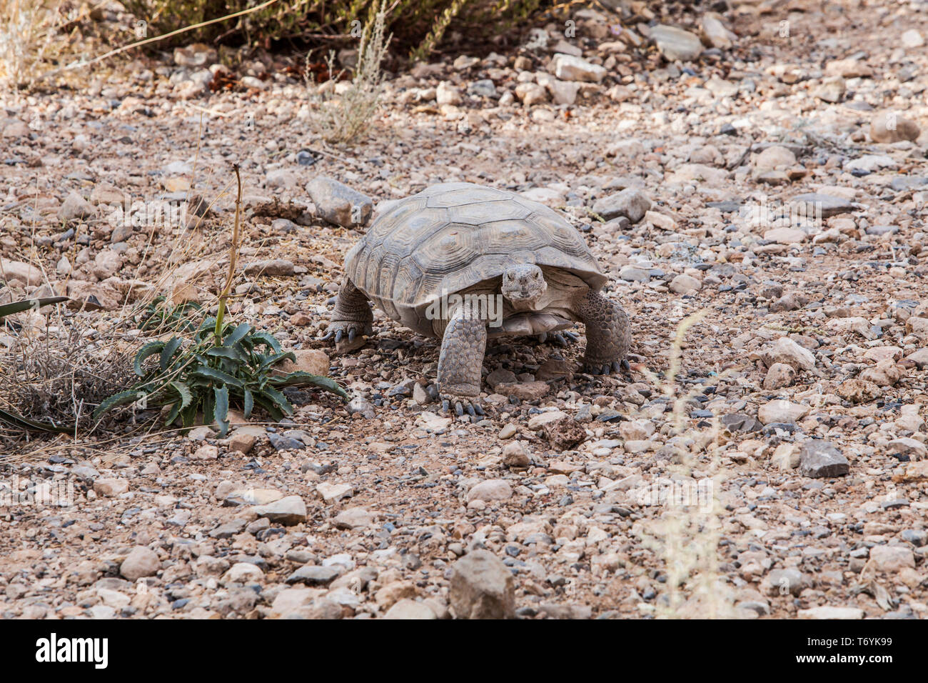 A desert tortoise at the interpretive center, Red Rock Canyons Conservation Area, Nevada, USA Stock Photo