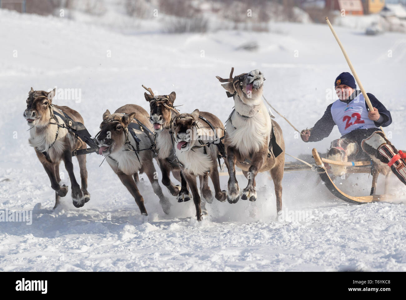 Russia, Yamal-Nenets Autonomous Region, Yamal peninsula. Reindeer racing. Stock Photo