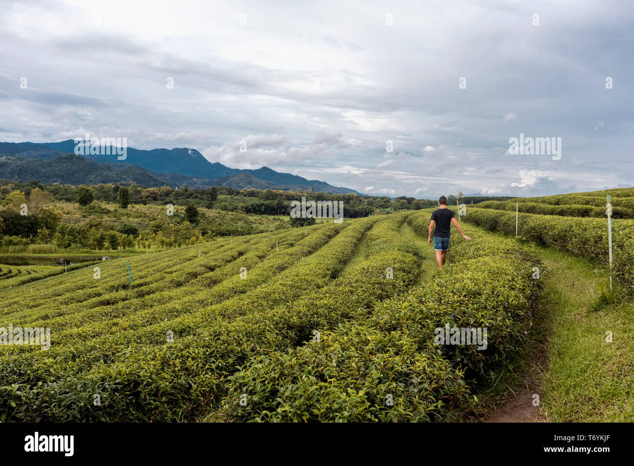 Man walking in a tea crops in a farm In Chiang Rai, Thailand. Stock Photo