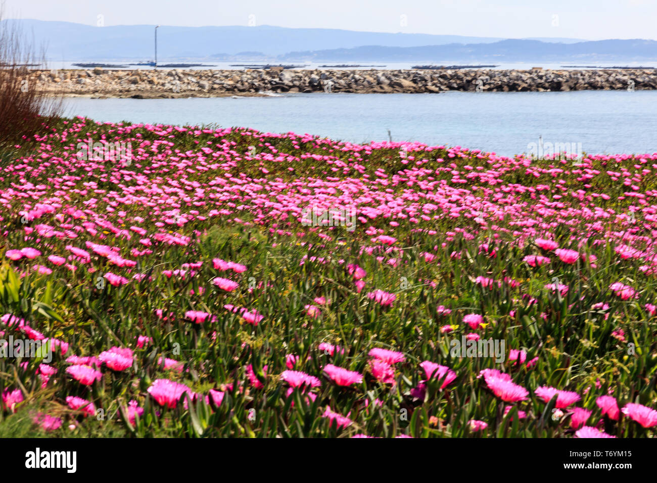 Planta de uruguay hi-res stock photography and images - Alamy