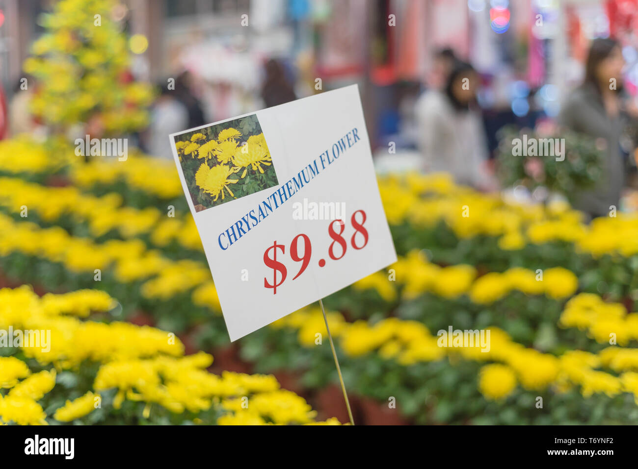 Row of colorful Chrysanthemum flowerpots display at Vietnamese Tet market Stock Photo