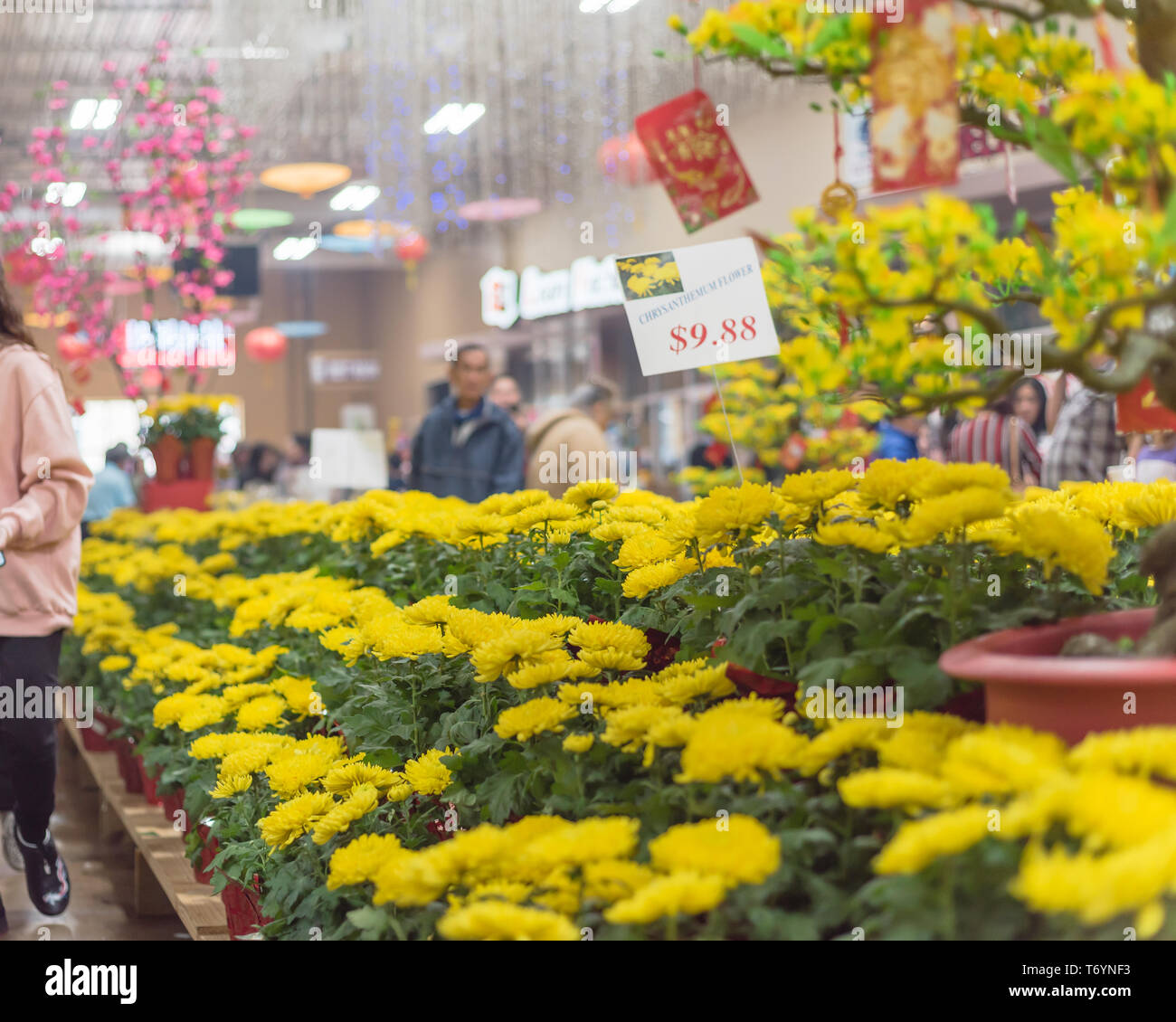 Row of colorful Chrysanthemum flowerpots display at Vietnamese Tet market Stock Photo