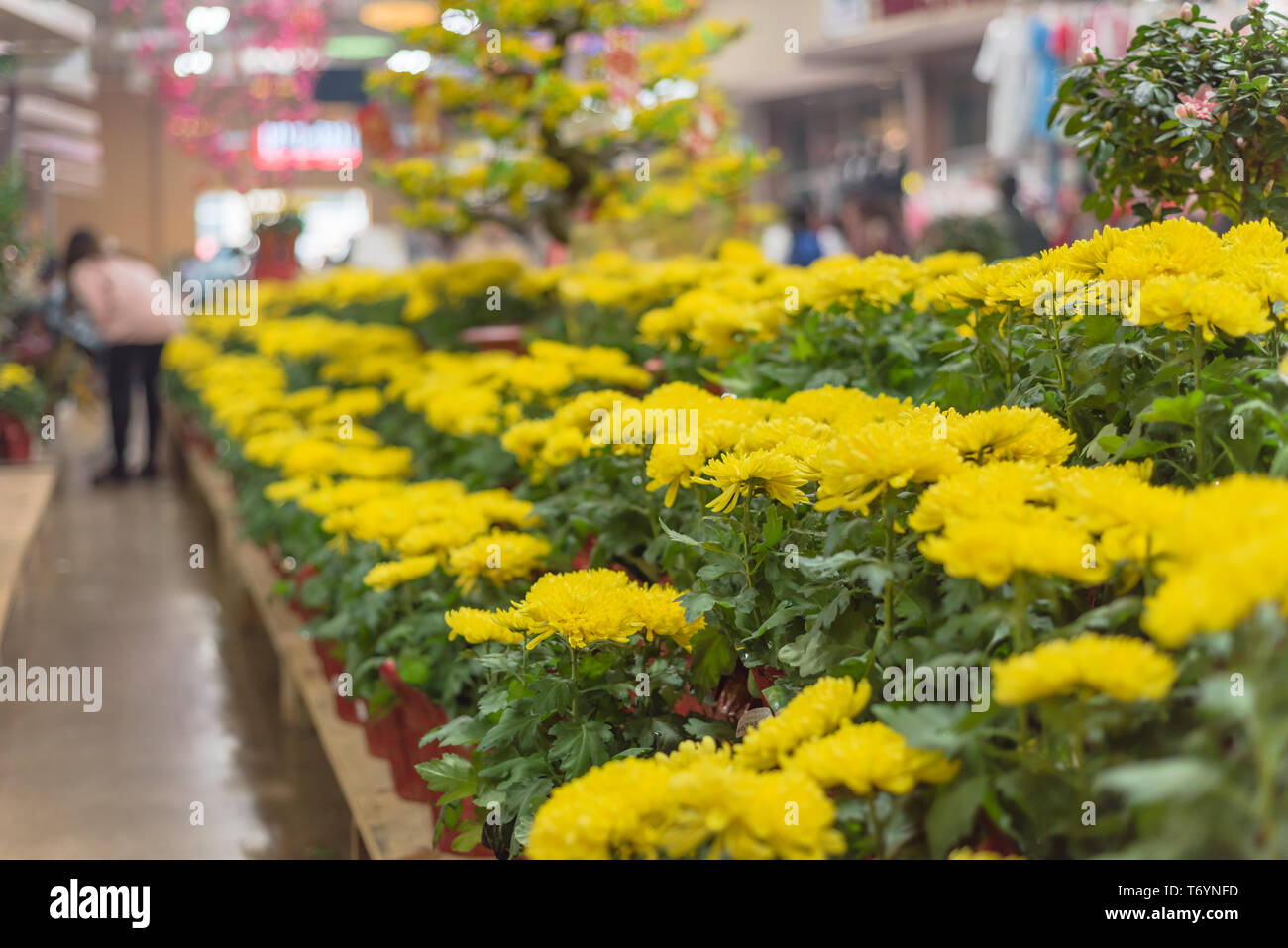 Colorful Chrysanthemum flowerpots display at Vietnamese Tet market Stock Photo