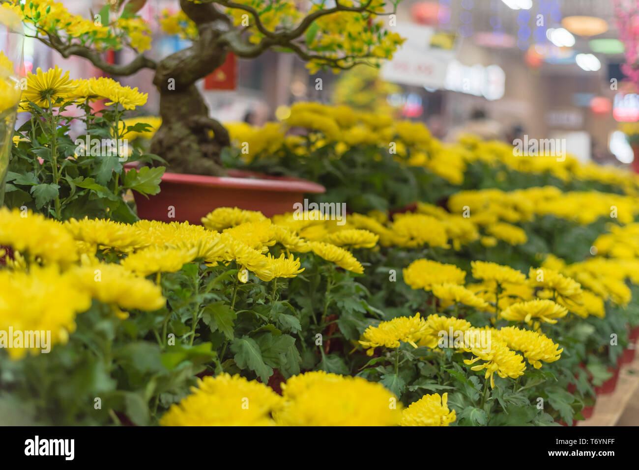 Colorful Chrysanthemum flowerpots display at Vietnamese Tet market Stock Photo