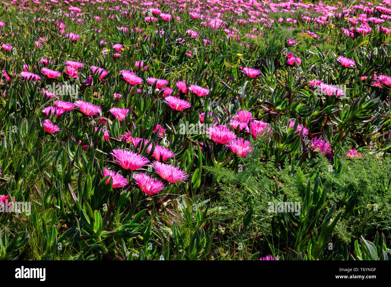Planta de uruguay hi-res stock photography and images - Alamy