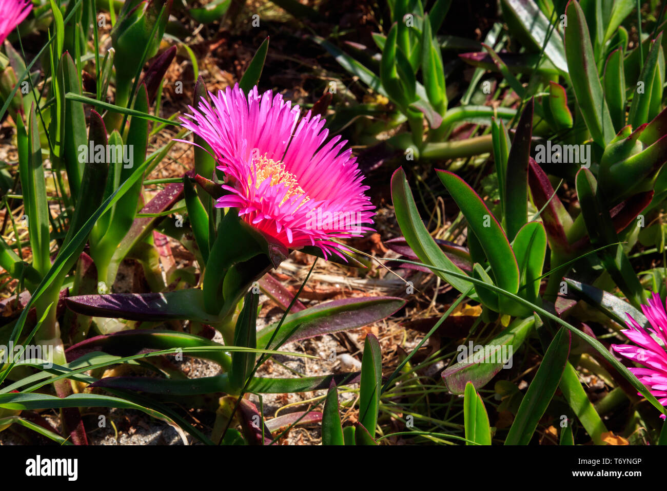 Planta de uruguay hi-res stock photography and images - Alamy