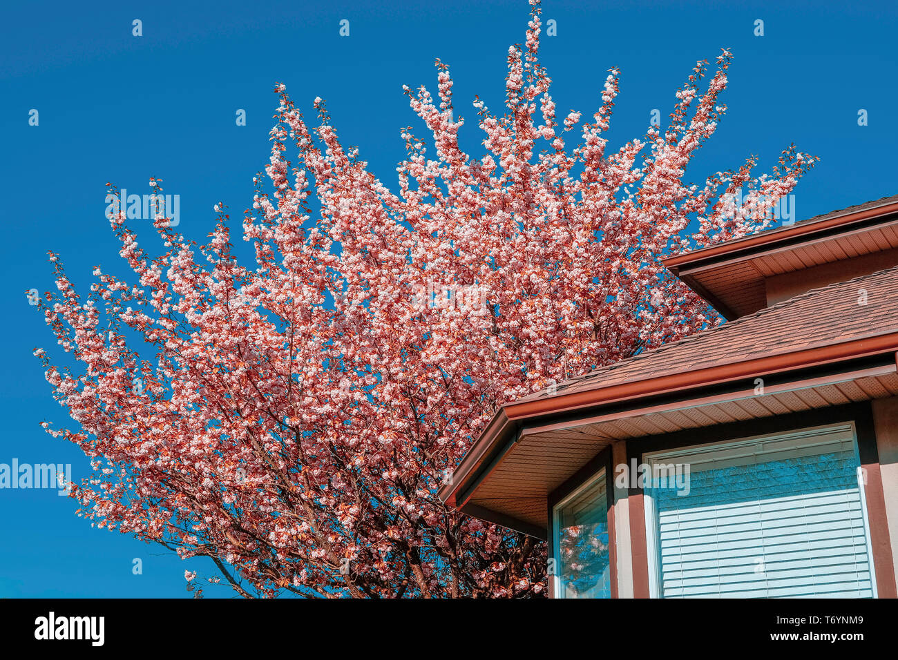 Pink Cherry Blossom Tree in Spring Stock Photo Alamy