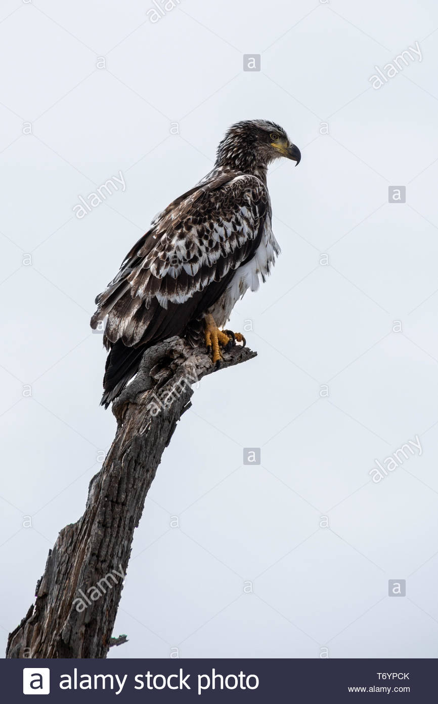 Immature Bald Eagle Perched On Old Tree Ottonabee River