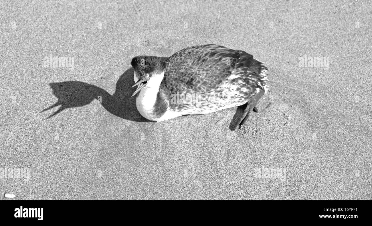 Western grebe squawking on Ventura beach California United States - black and white Stock Photo